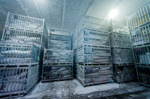 istock Freezing storage of tuna 1135682840