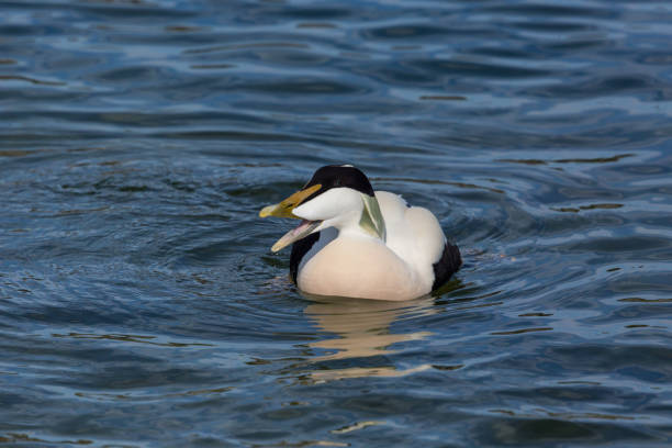 istock one swimming male eider duck (somateria mollissima), open beak 1135682936