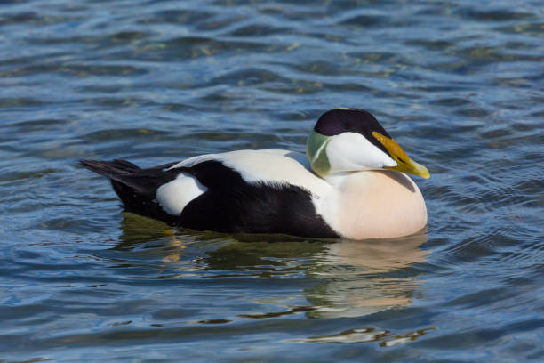istock detailed portrait male eider duck (somateria mollissima), blue water 1135682956