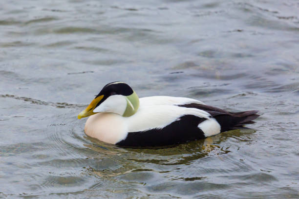 istock close view male eider duck (somateria mollissima) swimming in water 1135682998