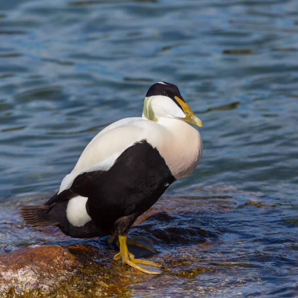 istock one male eider duck (somateria mollissima) standing on rock 1135683004