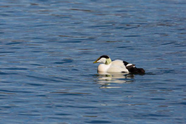 istock male eider duck (somateria mollissima) swimming in blue sea 1135683020