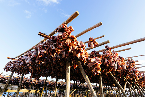 stock fish in Norway