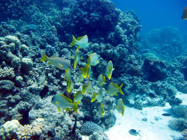 istock Fish Mottled Grumpy - day hunter. Red Sea, coral reef. 1135686718