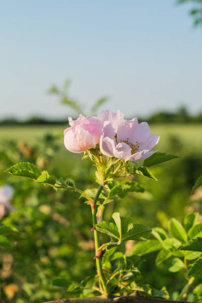 istock Wild nature in open field at summer day 1135687697