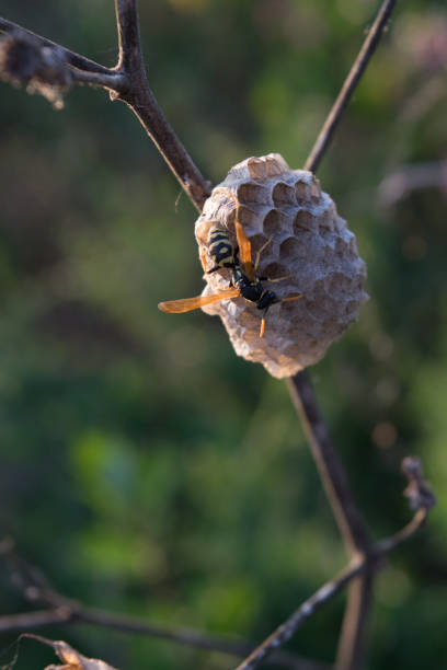 istock Wild nature in open field at summer day 1135687729