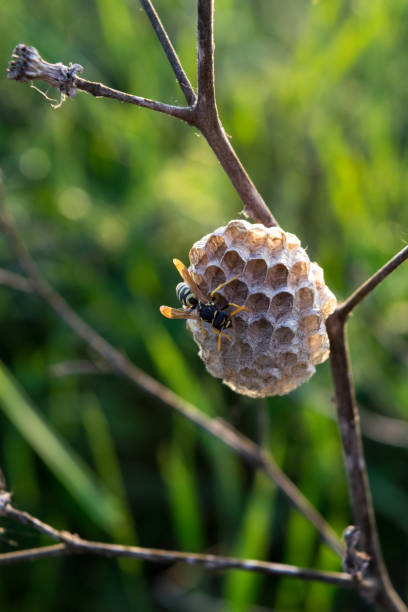 istock Wild nature in open field at summer day 1135687790