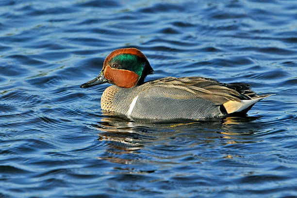 istock colorful green winged teal duck 113568839