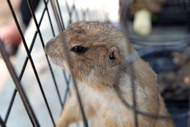 istock Black-tailed prairie dog in zoo cage 1135688784