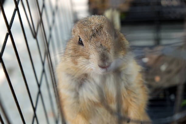 istock Black-tailed prairie dog in zoo cage 1135688793