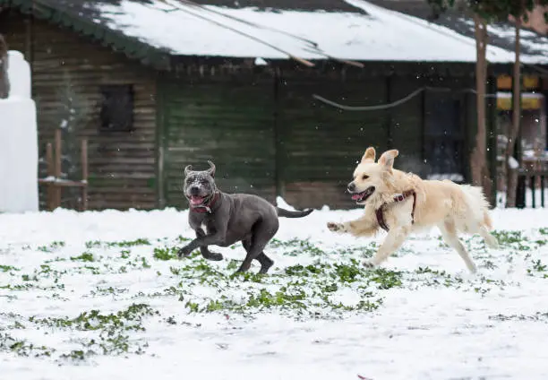 Photo of Those dogs are running.