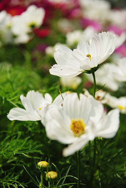 istock Many Chrysanthemum flowers in the field 113569290
