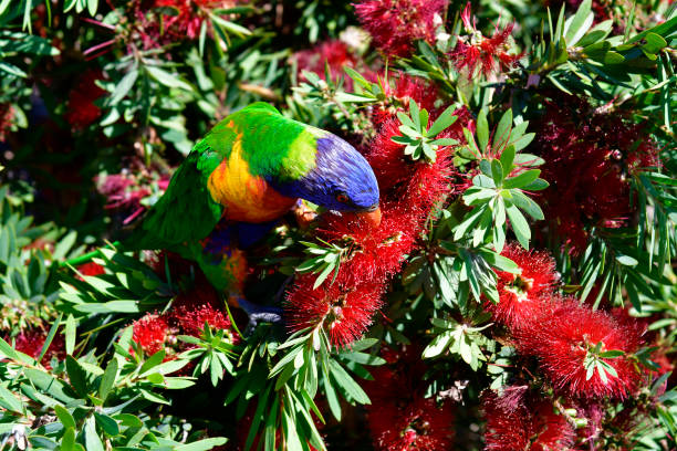 istock Australia, Zoology, Lorikeet 1135693117