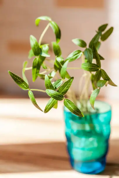 Photo of Healthy green mung bean sprouts, green bean sprouts growing in colored cups，Mung beans