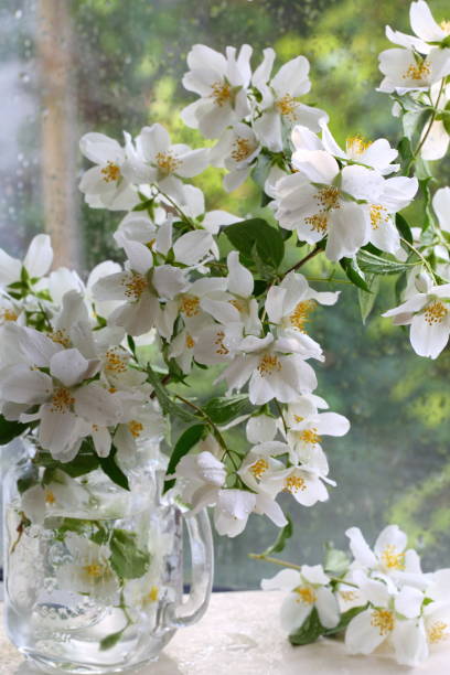 istock A branch of flowering jasmine 1135693604