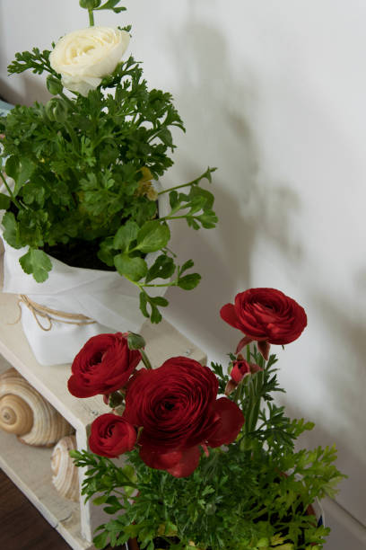 istock Interior decoration with blossom potted flowers 1135695071