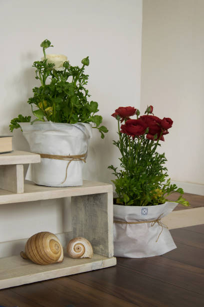 istock Interior decoration with blossom potted flowers 1135695073