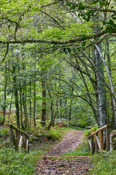 Wooden path in the forest. Muniellos natural park. Asturias stock photo
