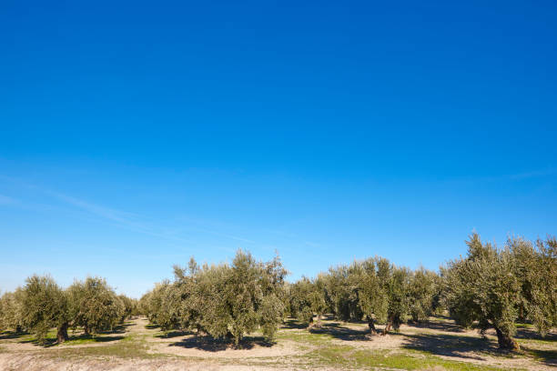 안달루시아에서 올리브 나무 밭. 스페인 농업 수확 풍경입니다. 하 엔 - andalusia landscape spanish culture olive tree 뉴스 사진 이미지