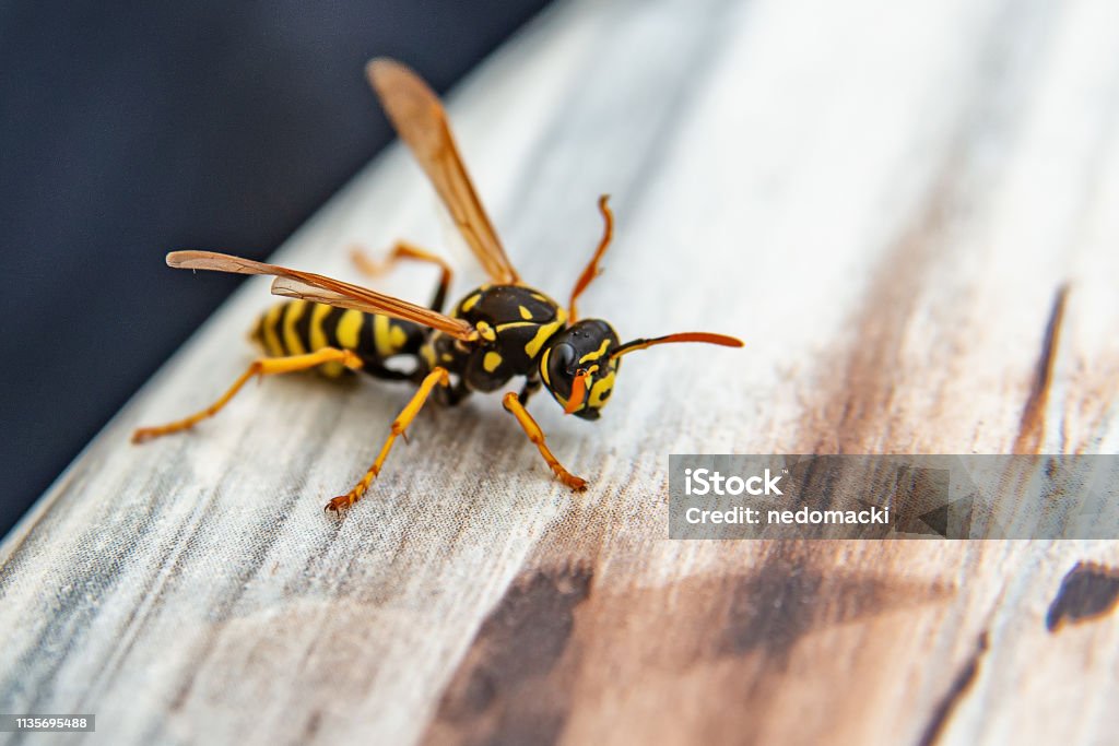 Close-up of wasp Wasp Stock Photo