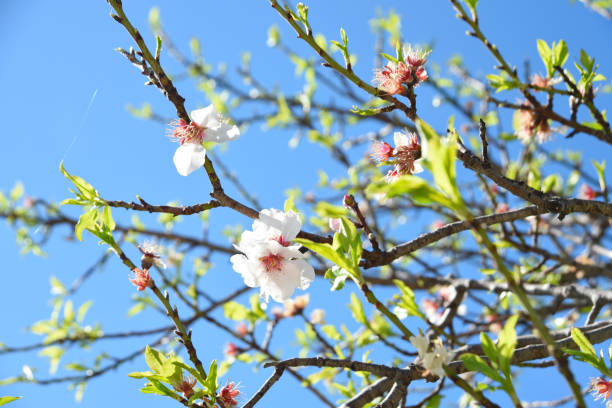 istock Cherry blossom. Spring tree blooming on the blue sky background 1135697189