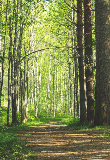 istock Gravel and Tree Avenue 1135700365