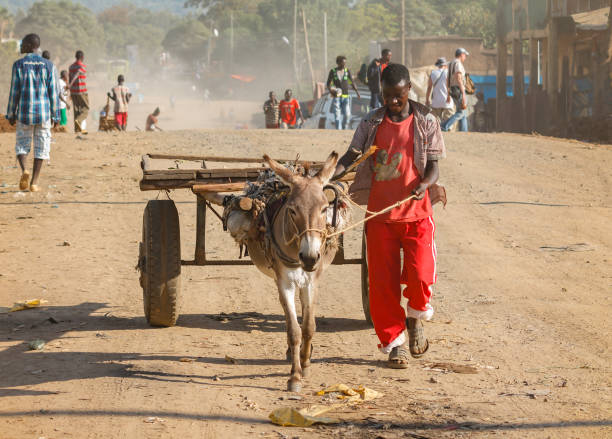 에티오피아 남자와 당나귀 - animal africa ethiopia mule 뉴스 사진 이미지
