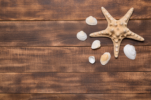 Summer holiday background, seashells and starfish on turquoise wooden boards.