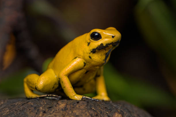 istock Golden poison frog 1135703451