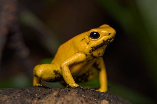 istock Golden poison frog 1135703452