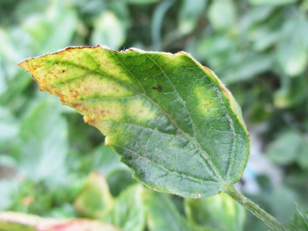 istock Green Leaves and plants, Beautiful nature 1135706176