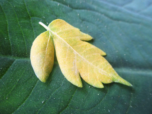 istock Green Leaves and plants, Beautiful nature 1135706295