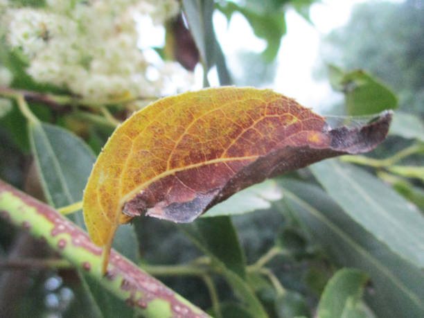 istock Green Leaves and plants, Beautiful nature 1135706364