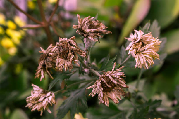 istock flower dry dead nature closeup 1135707352