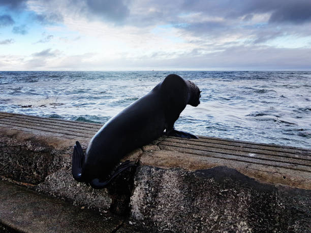 istock Cape seal clambering back over sea wall into ocean 1135707354