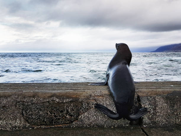 istock Seal gazing at the ocean 1135707876