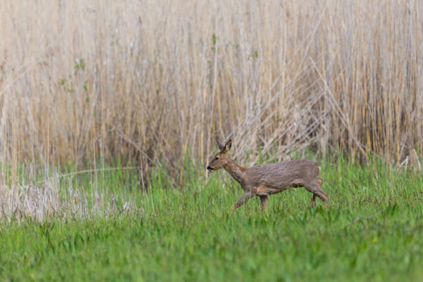 istock one female roe deer (capreolus capreolus) in grassland, reed 1135709282