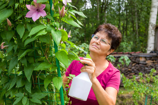 kobieta ogrodnik dbanie o rośliny w ogrodzie letnim, rozpylanie rośliny z czystej wody - senior women rose women flower bed zdjęcia i obrazy z banku zdjęć