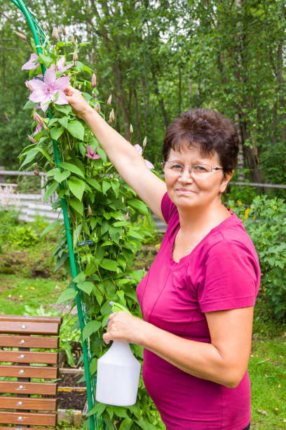 uśmiechnięta starsza kobieta ogrodniczka dbając o rośliny w letnim ogrodzie, rozpylanie rośliny czystą wodą z butelki - senior women rose women flower bed zdjęcia i obrazy z banku zdjęć
