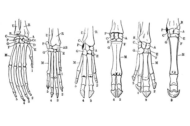 скелет конечностей млекопитающих: орангутанг, собака, свинья, тапир, бык, лошадь - horse animal skeleton anatomy animal stock illustrations