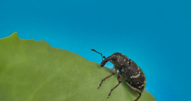 The black beetle on the leaf 4K FS700 Odyssey 7Q The black beetle crawling on the leaf 4K FS700 Odyssey 7Q pine weevil hylobius abietis stock pictures, royalty-free photos & images