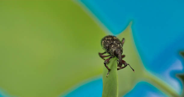 Black large weevil crawling on the leaf 4K FS700 Odyssey 7Q Black large weevil crawling on the leaf 4K FS700 Odyssey 7Q pine weevil hylobius abietis stock pictures, royalty-free photos & images