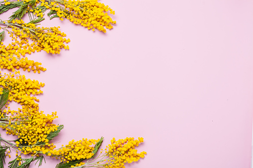 Yellow spring mimosa flowers on pink background. Top view, flat lay. Copyspace for text