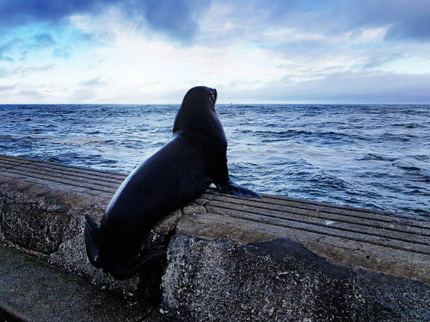 Lone seal waiting on sea wall looks at waves