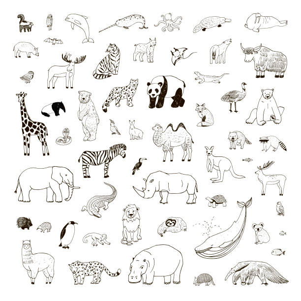 Illustrations set with hand drawn animals Illustrations set with hand drawn animals, vector line wildlife collection elephant drawings stock illustrations
