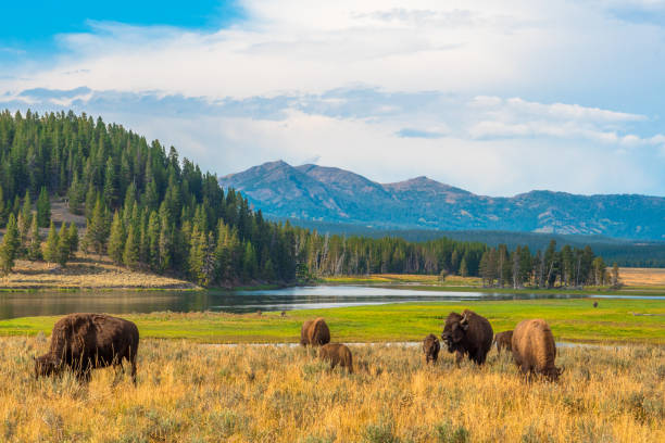 yellowstone, national park, wyoming, usa - amerikanischer bison stock-fotos und bilder