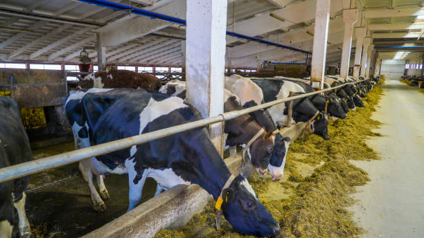 istock The look inside the cow house 1135715409