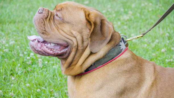 istock A brown Pug with a leash on his neck 1135716296