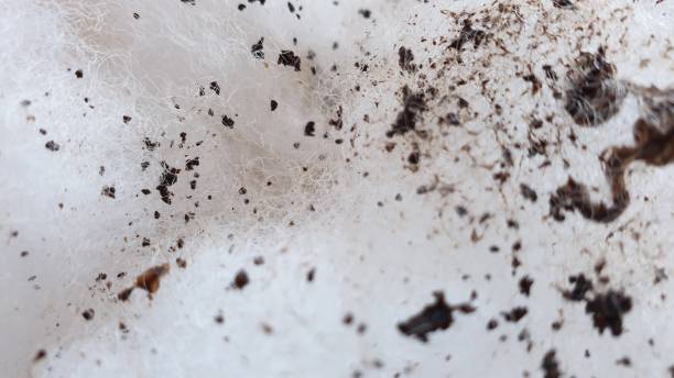 istock Abstract with specks of coffee and white fleeece texture on plain background 1135716310
