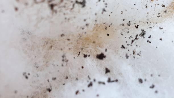 istock Abstract with specks of coffee and white fleeece texture on plain background 1135716347